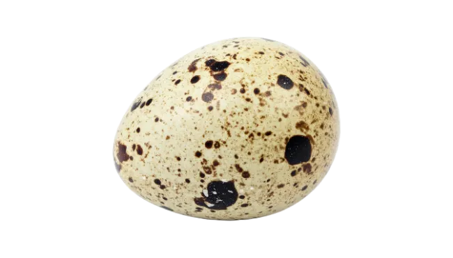 Speckled Quail Egg Isolated