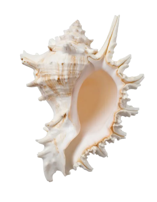 Spiky sea snail shell isolated on a dark background