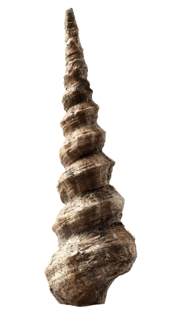 Spiral Sea Shell
