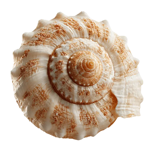 Spiral Sea Shell Top View
