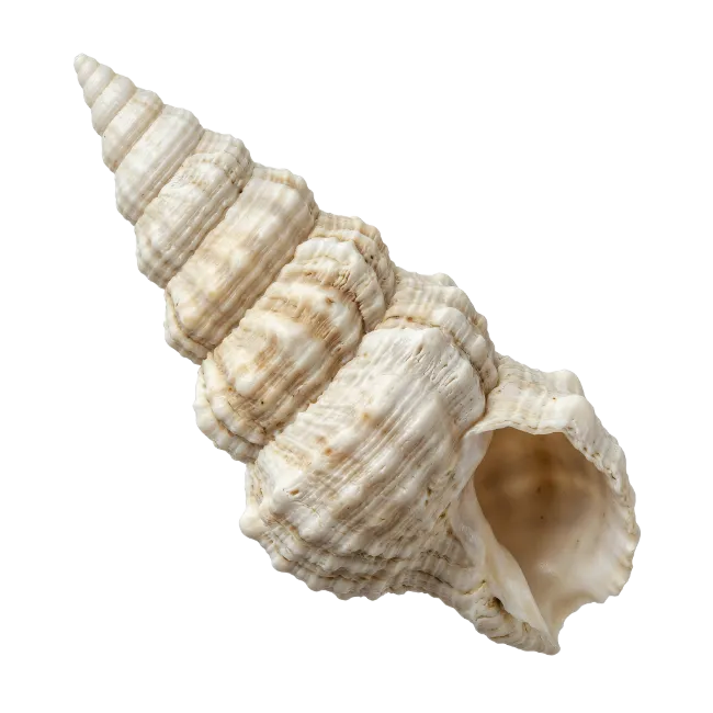 Spiral Seashell Ocean Marine Nature Specimen