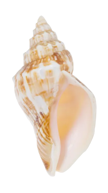 Spiral Seashell Spiral Sea Shell