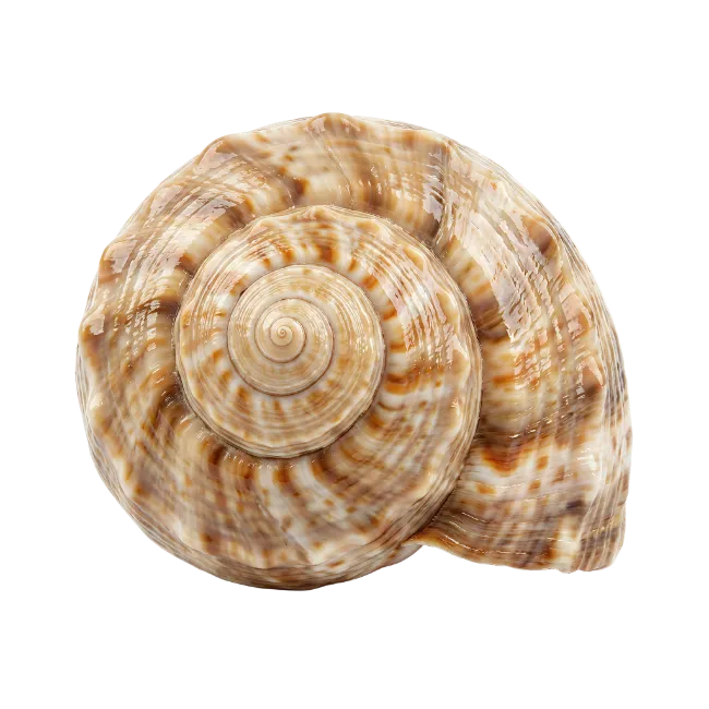 Spiral Seashell Top View