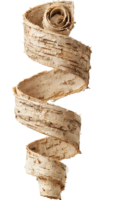 Spiral strip of natural birch bark