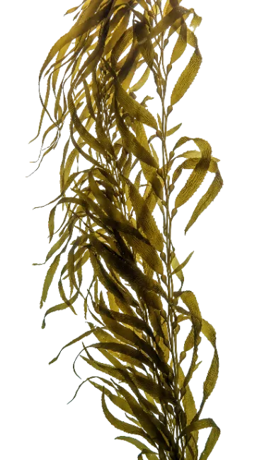 Stalk of Green Kelp Seaweed