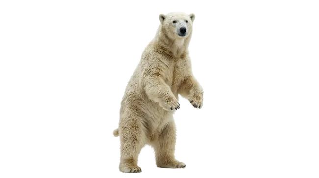 Standing Polar Bear Isolated