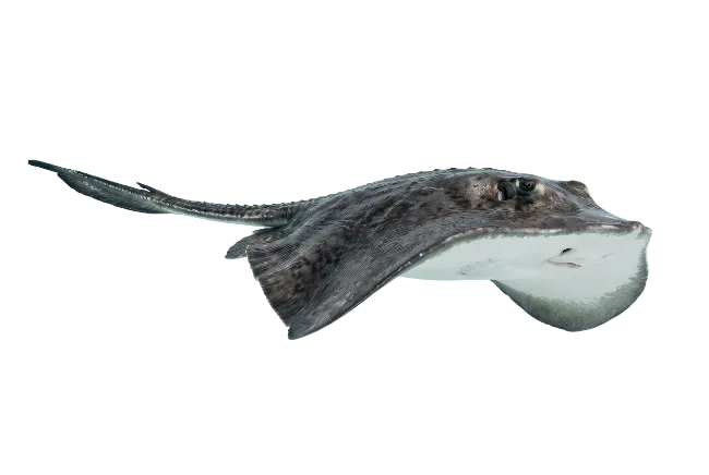 Stingray Swimming Profile View