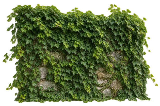 Stone Wall Covered with Green Climbing Ivy Leaves
