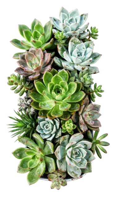 Succulent Arrangement Plant