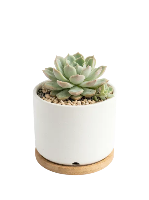 Succulent Plant in White Pot