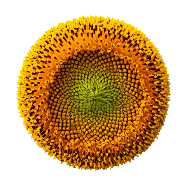 Sunflower Head Center Macro View