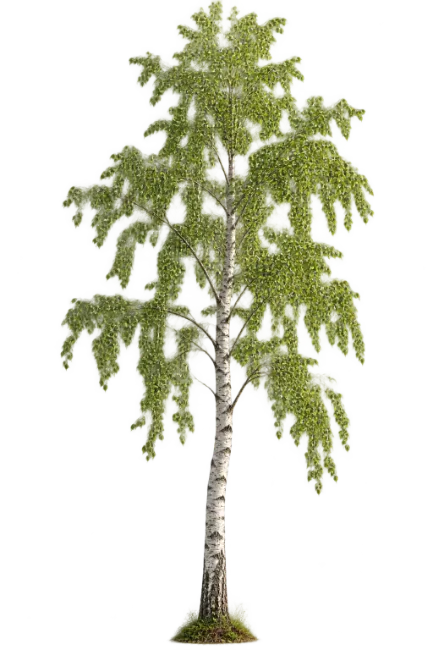 Tall Green Birch Tree with White Trunk