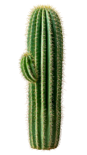 Tall Green Cactus with Arm