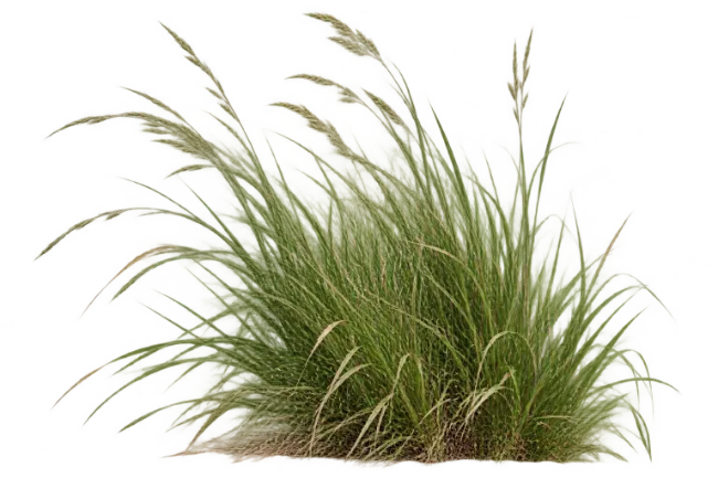 Tall Green Ornamental Grass Bush with Plumes