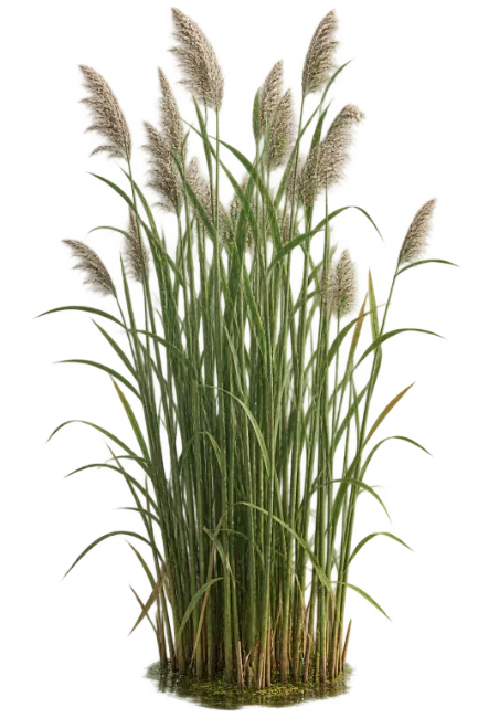 Tall Ornamental Pampas Grass Bush with Fluffy Plumes