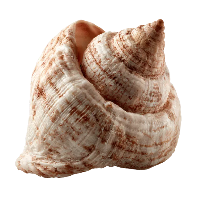 Textured Sea Shell