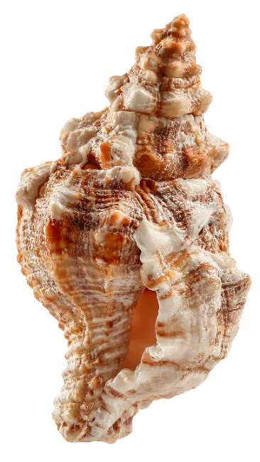 Textured Sea Shell Spiral Marine Specimen