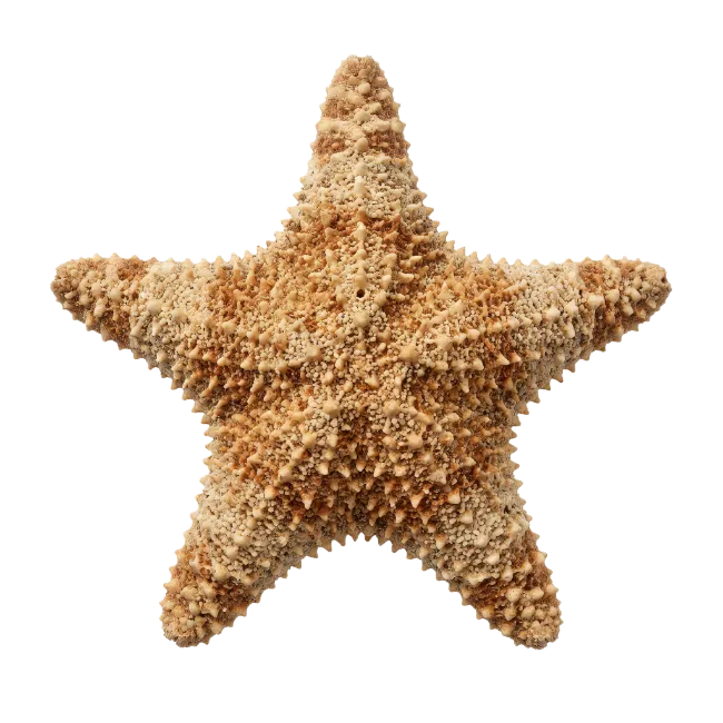 Textured Sea Star Isolated on Dark