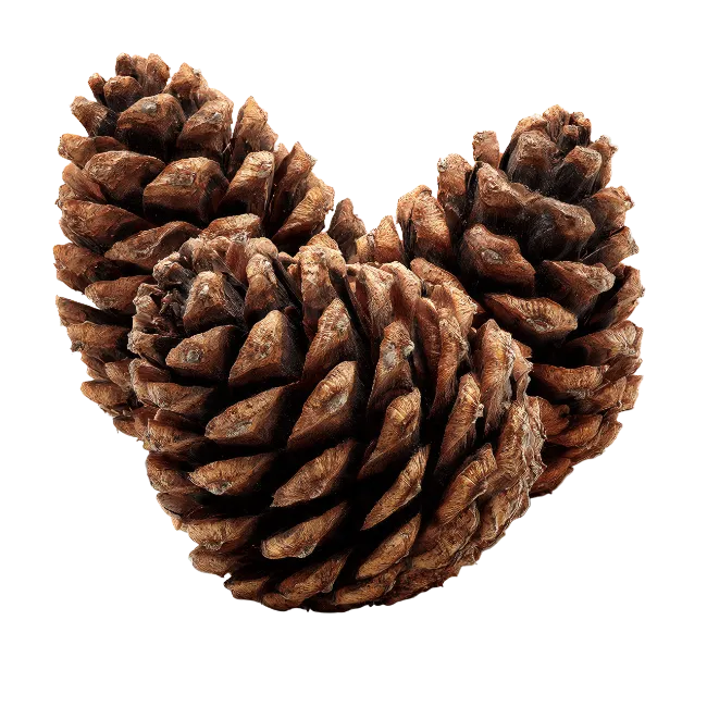 Three Brown Pine Cones Isolated
