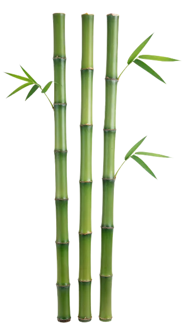 Three Green Bamboo Stalks with Leaves