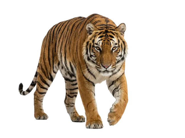 Tiger Walking Forward Isolated