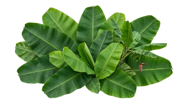 Top view of banana plant leaves