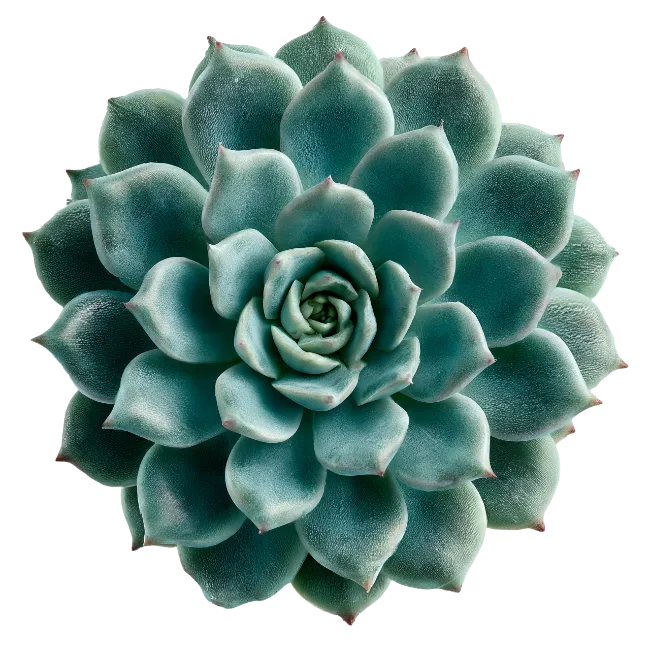 Top View of Green Echeveria Succulent Plant