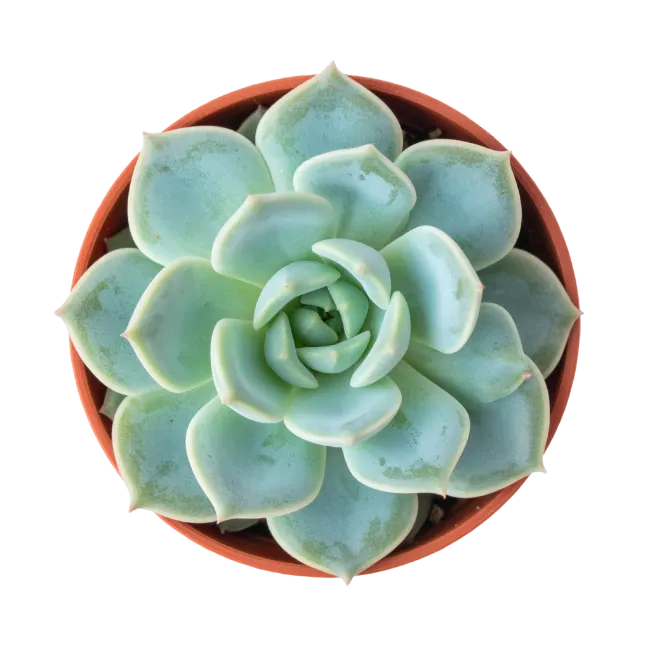 Top View of Potted Succulent Plant