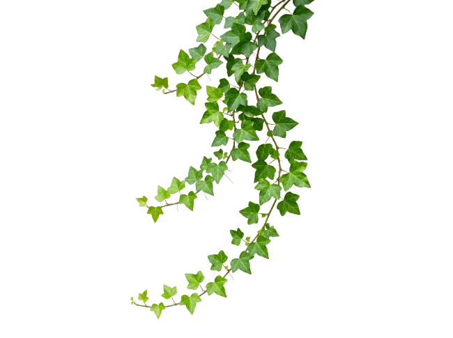 Trailing green ivy vine with leaves