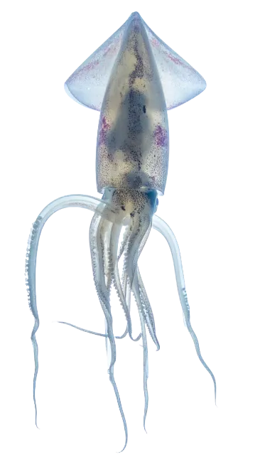 Transparent Bigfin Reef Squid