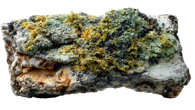 Tree Bark with Lichen and Moss