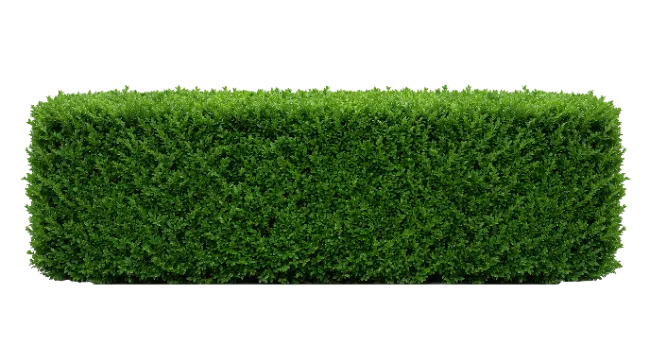 Trimmed Green Hedge Bush