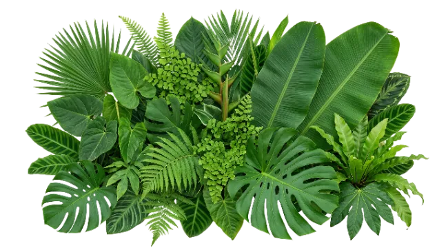 Tropical Green Leaves Arrangement