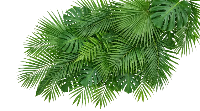 Tropical Green Palm and Monstera Leaves Arrangement