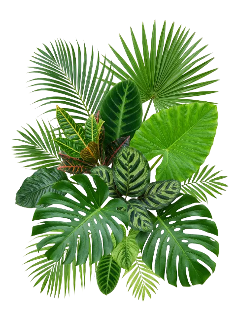 Tropical Palm And Monstera Leaves Arrangement