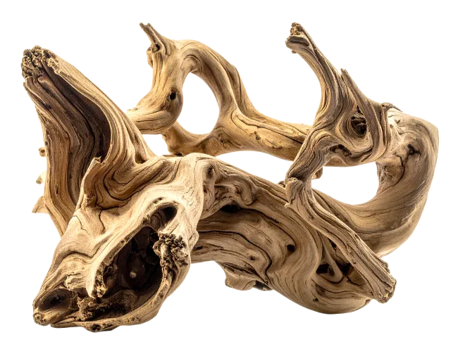 Twisted driftwood branch isolated