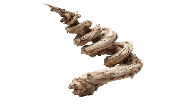 Twisted Spiral Driftwood Branch