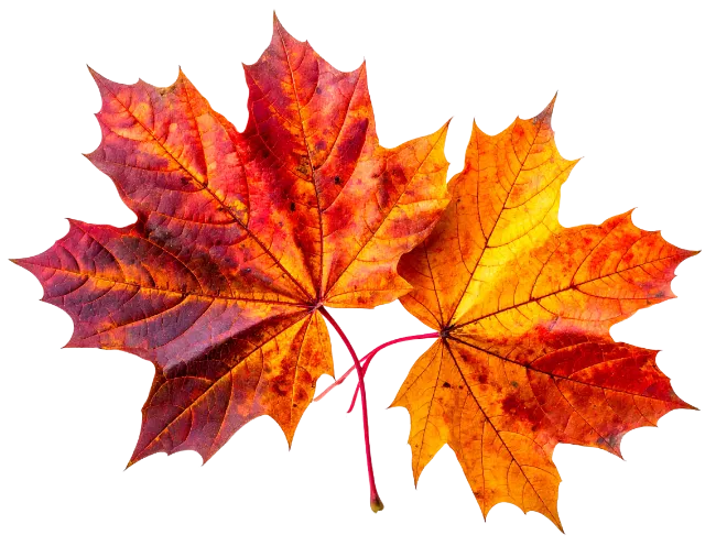 Two Autumn Maple Leaves