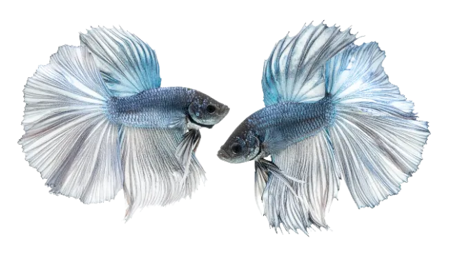 Two Blue Betta Fish Facing Each Other