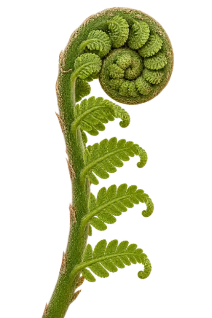 Unfurling Green Fern Frond Fiddlehead