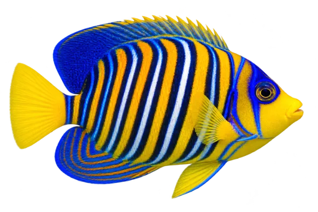 Vibrant Blue and Yellow Angelfish