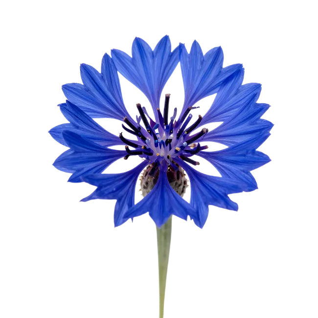 Vibrant Blue Cornflower Bloom