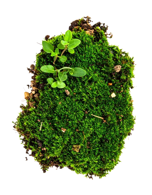 Vibrant Green Moss Clump with Tiny Sprouts