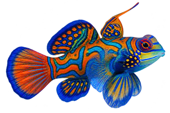 Vibrant Mandarin Fish