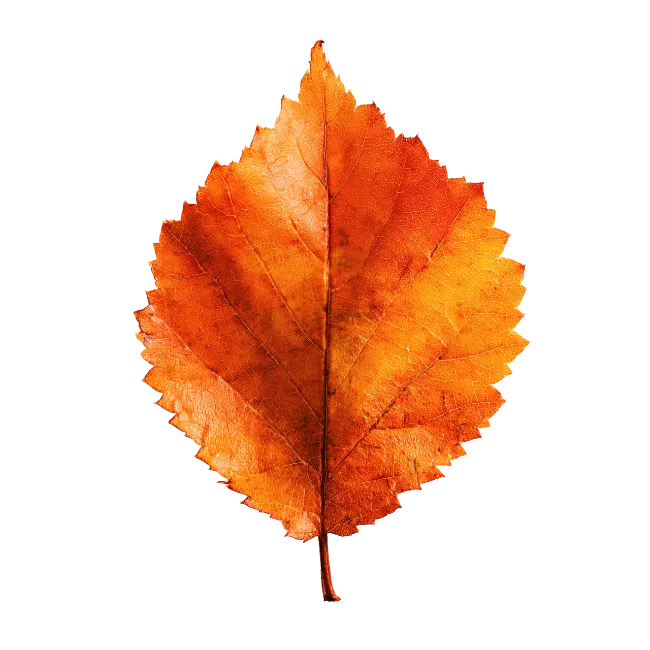 Vibrant Orange Autumn Leaf