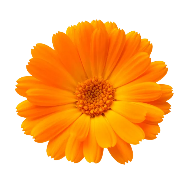 Vibrant Orange Calendula Flower Blossom