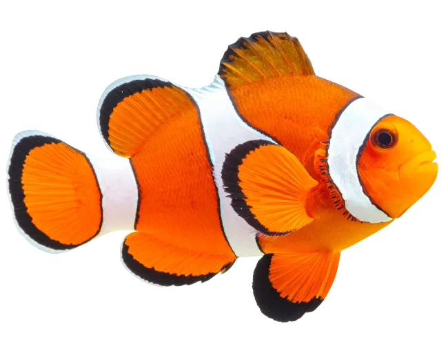 Vibrant Orange Clownfish