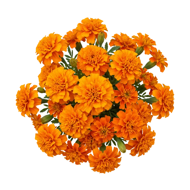 Vibrant Orange Marigold Flowers Top View