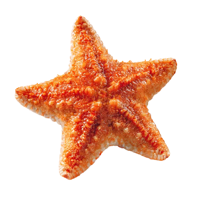Vibrant Orange Starfish Sea Creature