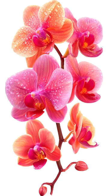 Vibrant Pink Orchid Flowers Branch
